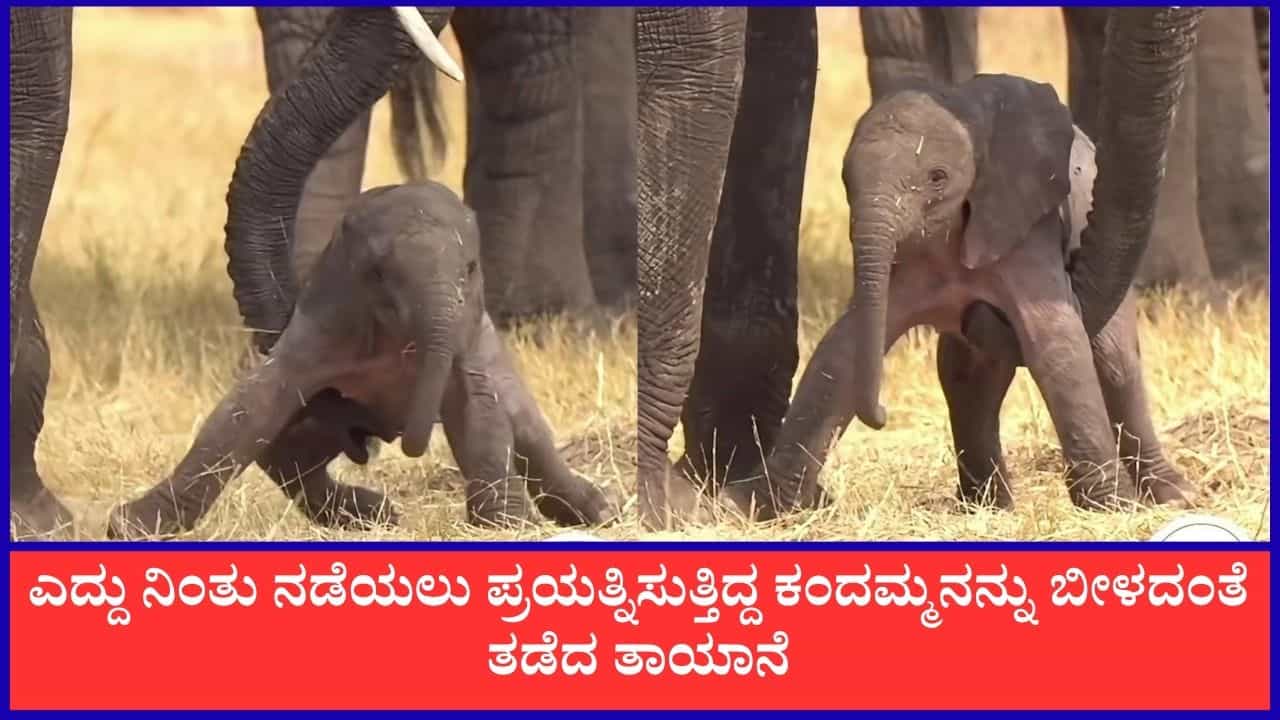 Video: ಎದ್ದು ನಿಂತು ನಡೆಯಲು ಪ್ರಯತ್ನಿಸುತ್ತಿದ್ದ ಕಂದಮ್ಮನನ್ನು ಬೀಳದಂತೆ ತಡೆದ ತಾಯಾನೆ