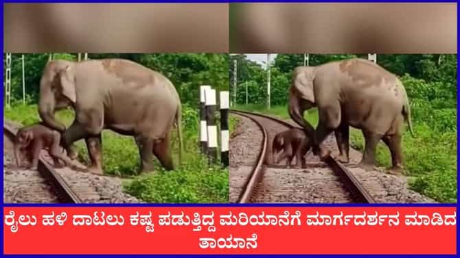 ರೈಲು ಹಳಿ ದಾಟಲು ಕಷ್ಟ ಪಡುತ್ತಿದ್ದ ಮರಿಯಾನೆಗೆ ತಾಯಾನೆ ಸಾಥ್‌