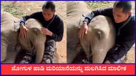 ಜೋಗುಳ ಹಾಡಿ ಮರಿಯಾನೆಯನ್ನು ಮಲಗಿಸಿದ ಮಾಲೀಕ, ವೈರಲ್‌ ಆಯ್ತು ದೃಶ್ಯ