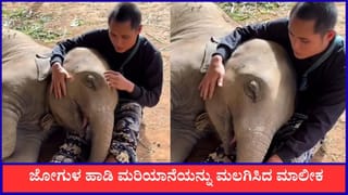 Video: ಮಾಲೀಕನ ತೊಡೆ ಮೇಲೆ ತಲೆಯಿಟ್ಟು ಮಲಗಿದ ಮರಿಯಾನೆ