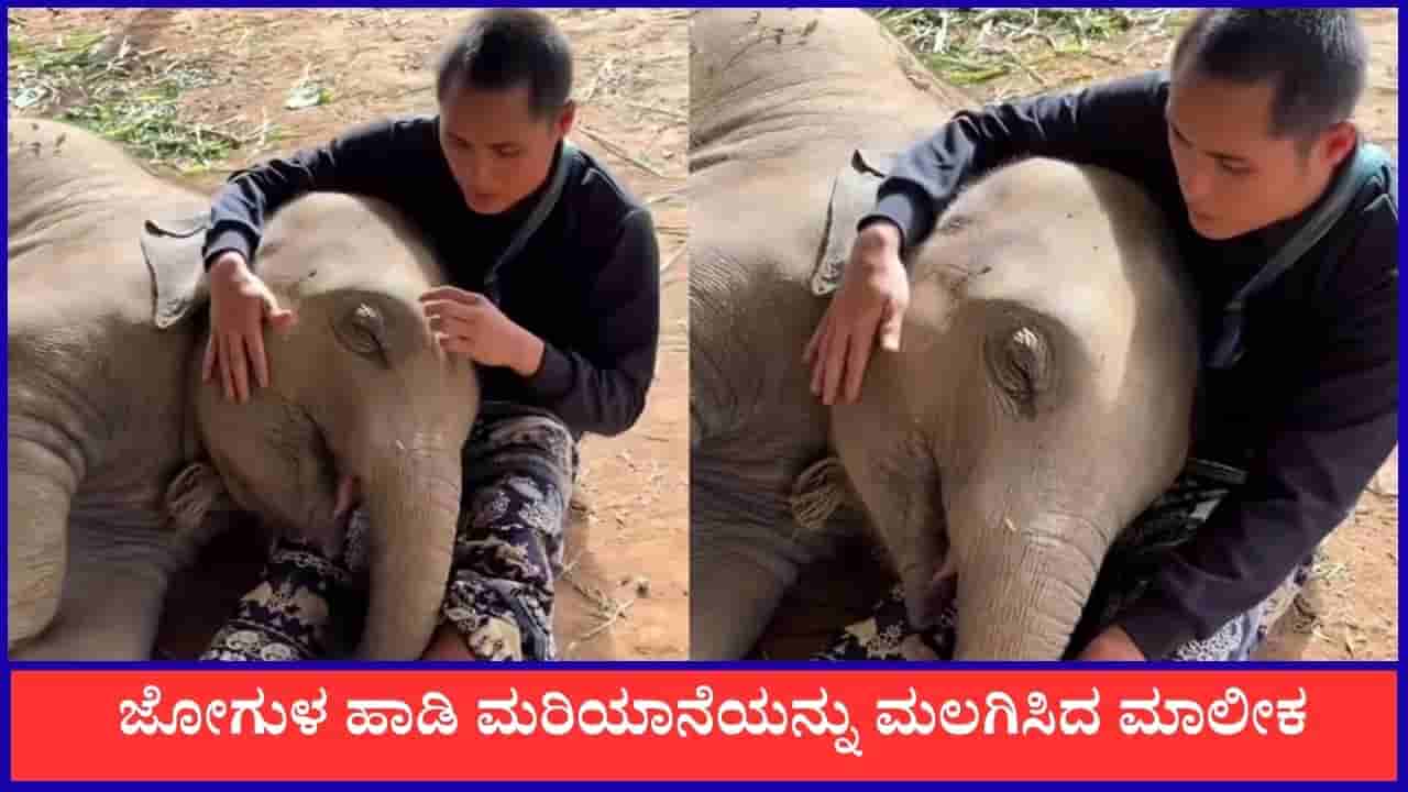 Video: ಮಾಲೀಕನ ತೊಡೆ ಮೇಲೆ ತಲೆಯಿಟ್ಟು ಮಲಗಿದ ಮರಿಯಾನೆ