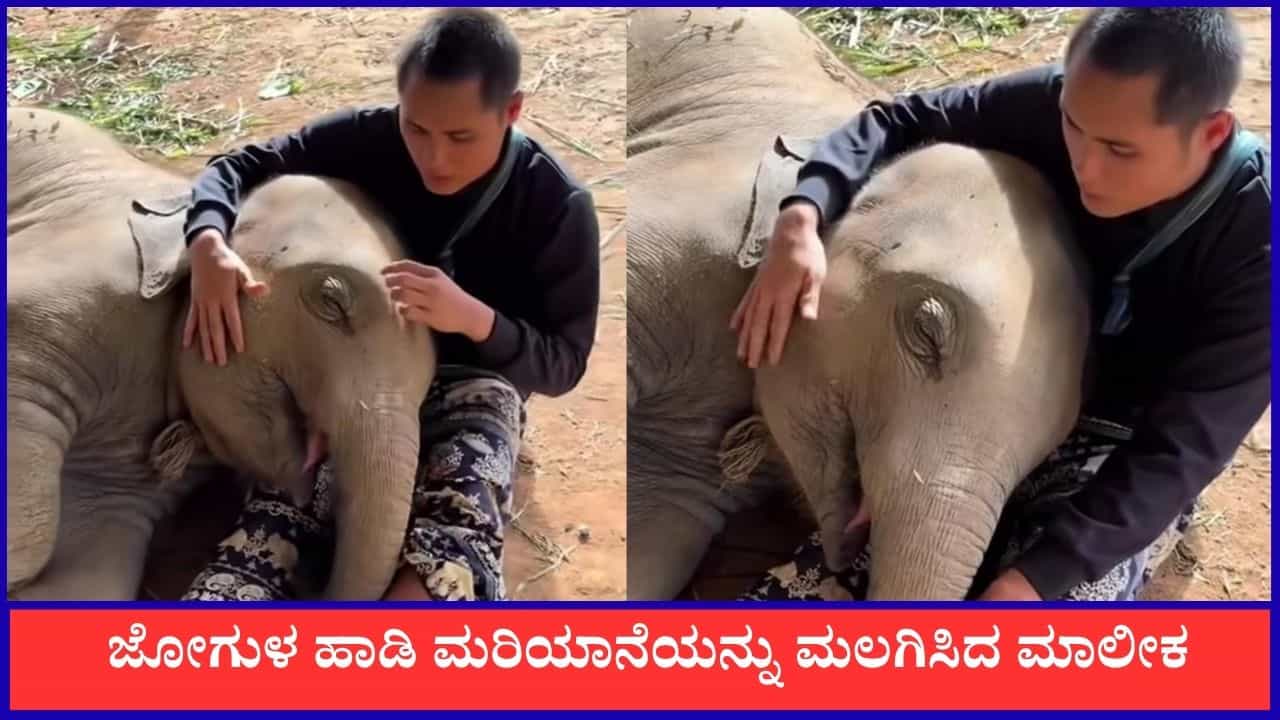 Video: ಮಾಲೀಕನ ತೊಡೆ ಮೇಲೆ ತಲೆಯಿಟ್ಟು ಮಲಗಿದ ಮರಿಯಾನೆ