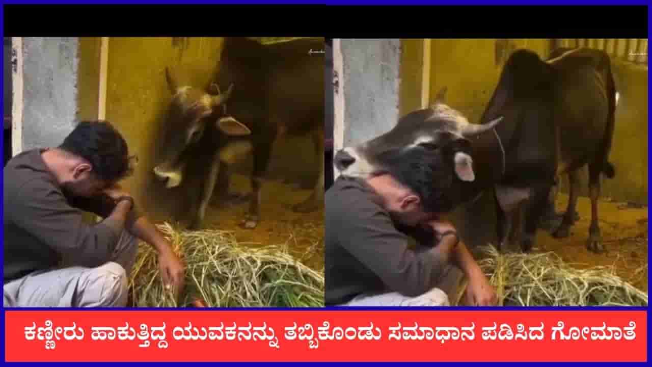 Video: ಕಣ್ಣೀರು ಹಾಕುತ್ತಿದ್ದ ಯುವಕನನ್ನು ತಬ್ಬಿಕೊಂಡು ಸಮಾಧಾನ ಪಡಿಸಿದ ಗೋಮಾತೆ