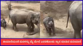 ತಾಯಾನೆಯಂತೆ ಮರಳನ್ನು ಮೈ ಮೇಲೆ ಎರಚಿಕೊಂಡು ಸ್ನಾನ ಮಾಡಿದ ಮರಿಯಾನೆ