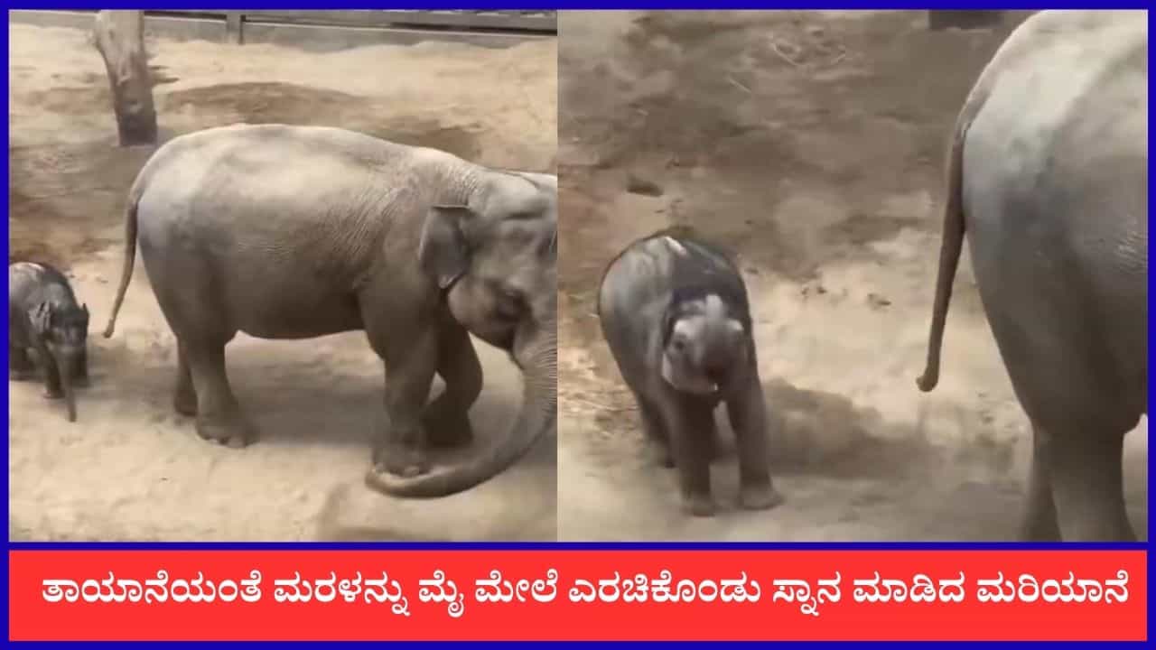 Video: ತಾಯಾನೆಯಂತೆ ಮರಳನ್ನು ಮೈ ಮೇಲೆ ಎರಚಿಕೊಂಡು ಸ್ನಾನ ಮಾಡಿದ ಮರಿಯಾನೆ Video: ತಾಯಾನೆಯಂತೆ ಮರಳನ್ನು ಮೈ ಮೇಲೆ ಎರಚಿಕೊಂಡು ಸ್ನಾನ ಮಾಡಿದ ಮರಿಯಾನೆ