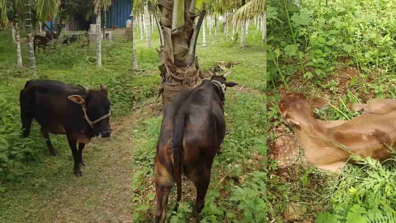 Video: ಇದೇ ನೋಡಿ ತಾಯಿ ಪ್ರೀತಿ; ತನ್ನ ಕರುವನ್ನು ತೋರಿಸಲು ಮಾಲೀಕನನ್ನು ಕರೆದೊಯ್ದ ಹಸು