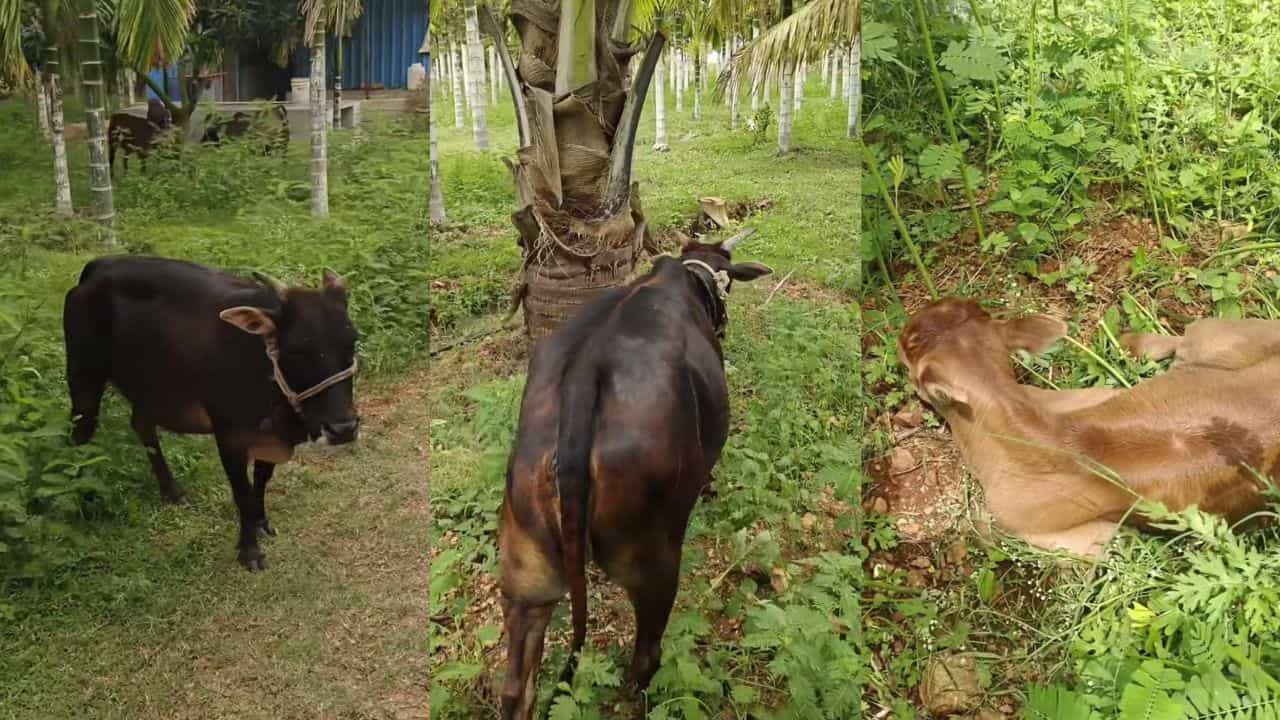 Video: ಇದೇ ನೋಡಿ ತಾಯಿ ಪ್ರೀತಿ; ತನ್ನ ಕರುವನ್ನು ತೋರಿಸಲು ಮಾಲೀಕನನ್ನು ಕರೆದೊಯ್ದ ಹಸು Video: ಇದೇ ನೋಡಿ ತಾಯಿ ಪ್ರೀತಿ; ತನ್ನ ಕರುವನ್ನು ತೋರಿಸಲು ಮಾಲೀಕನನ್ನು ಕರೆದೊಯ್ದ ಹಸು