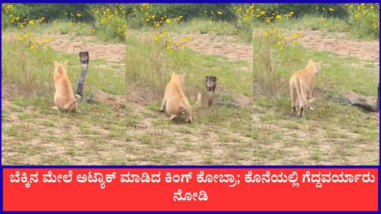 Video: ತನ್ನ ಮೇಲೆ ಅಟ್ಯಾಕ್ ಮಾಡಲು ಬಂದ ಕಿಂಗ್ ಕೋಬ್ರಾವನ್ನೇ ಹಿಮ್ಮೆಟ್ಟಿಸಿದ ಬೆಕ್ಕು