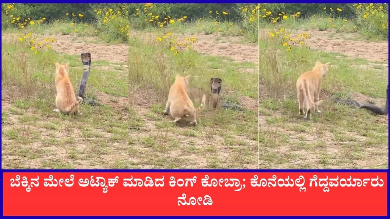Video: ತನ್ನ ಮೇಲೆ ಅಟ್ಯಾಕ್ ಮಾಡಲು ಬಂದ ಕಿಂಗ್ ಕೋಬ್ರಾವನ್ನೇ ಹಿಮ್ಮೆಟ್ಟಿಸಿದ ಬೆಕ್ಕು Video: ತನ್ನ ಮೇಲೆ ಅಟ್ಯಾಕ್ ಮಾಡಲು ಬಂದ ಕಿಂಗ್ ಕೋಬ್ರಾವನ್ನೇ ಹಿಮ್ಮೆಟ್ಟಿಸಿದ ಬೆಕ್ಕು