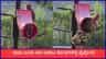 ಆಟ ಆಡಲು ಕೋತಿಗಳ ನಡುವೆ ಪೈಪೋಟಿ, ವೈರಲ್ ಆಯ್ತು ದೃಶ್ಯ
