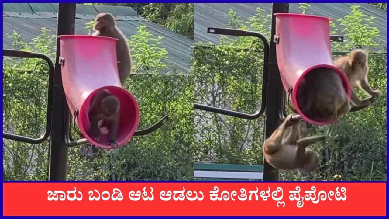 Video: ಜಾರು ಬಂಡಿ ಆಟ ಆಡಲು ಕೋತಿಗಳಲ್ಲಿ ಪೈಪೋಟಿ, ವೈರಲ್‌ ಆಯ್ತು ದೃಶ್ಯ