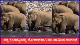 ನದಿ ದಾಟಲು ಕಷ್ಟ ಪಡುತ್ತಿದ್ದ ಕಂದಮ್ಮನಿಗೆ ಸಾಥ್ ನೀಡಿದ ತಾಯಾನೆ