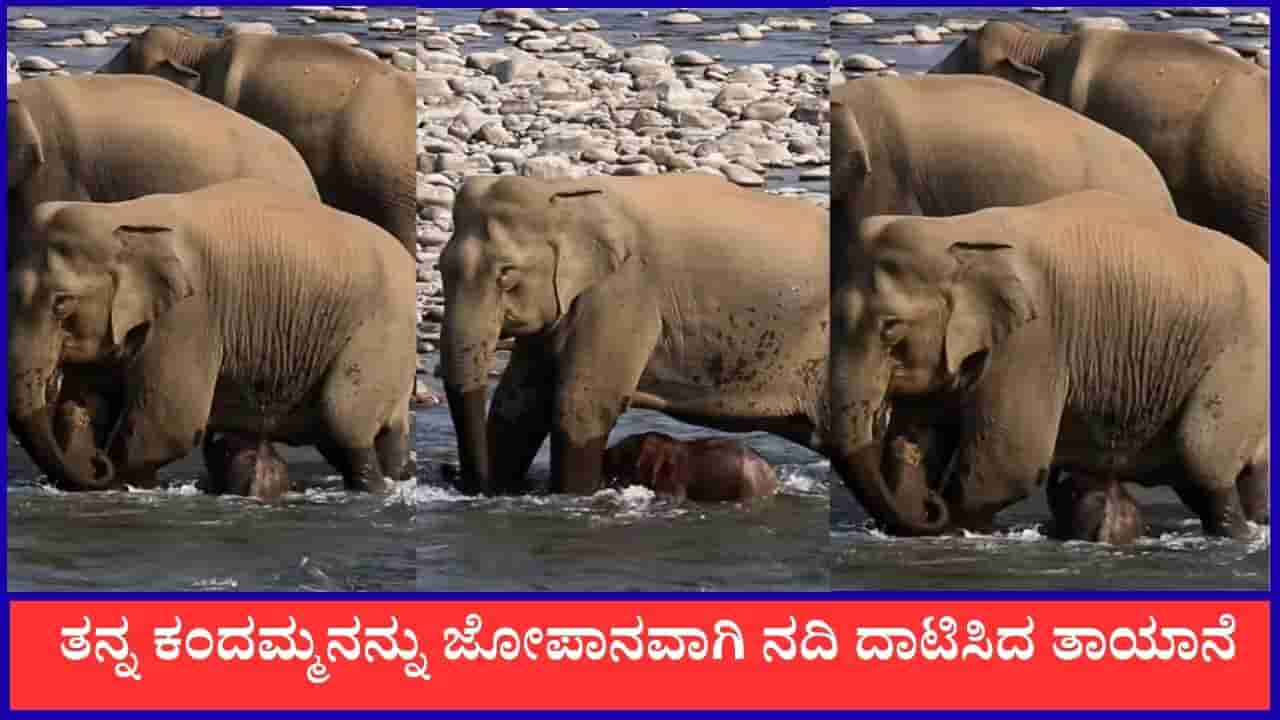 Video: ತನ್ನ ಕಂದಮ್ಮನನ್ನು ಜೋಪಾನವಾಗಿ ನದಿ ದಾಟಿಸಿದ ತಾಯಾನೆ