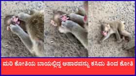 ಮರಿ ಕೋತಿಯ ಬಾಯಲ್ಲಿದ್ದ ಆಹಾರವನ್ನು ಕಸಿದು ತಿಂದ ಕೋತಿ