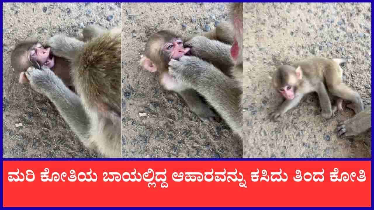 Video: ಮರಿ ಕೋತಿಯ ಬಾಯಲ್ಲಿದ್ದ ಆಹಾರವನ್ನು ಕಸಿದು ತಿಂದ ಕೋತಿ