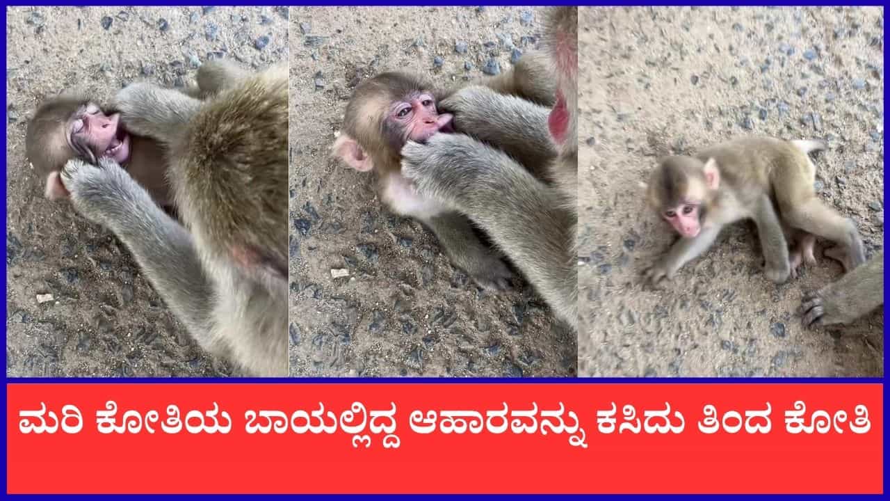 Video: ಮರಿ ಕೋತಿಯ ಬಾಯಲ್ಲಿದ್ದ ಆಹಾರವನ್ನು ಕಸಿದು ತಿಂದ ಕೋತಿ