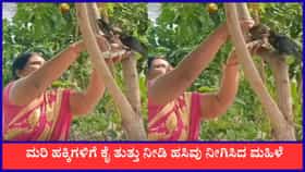 ಮರಿ ಹಕ್ಕಿಗಳಿಗೆ ಕೈ ತುತ್ತು ನೀಡಿ ಹಸಿವು ನೀಗಿಸಿದ ಮಹಿಳೆ