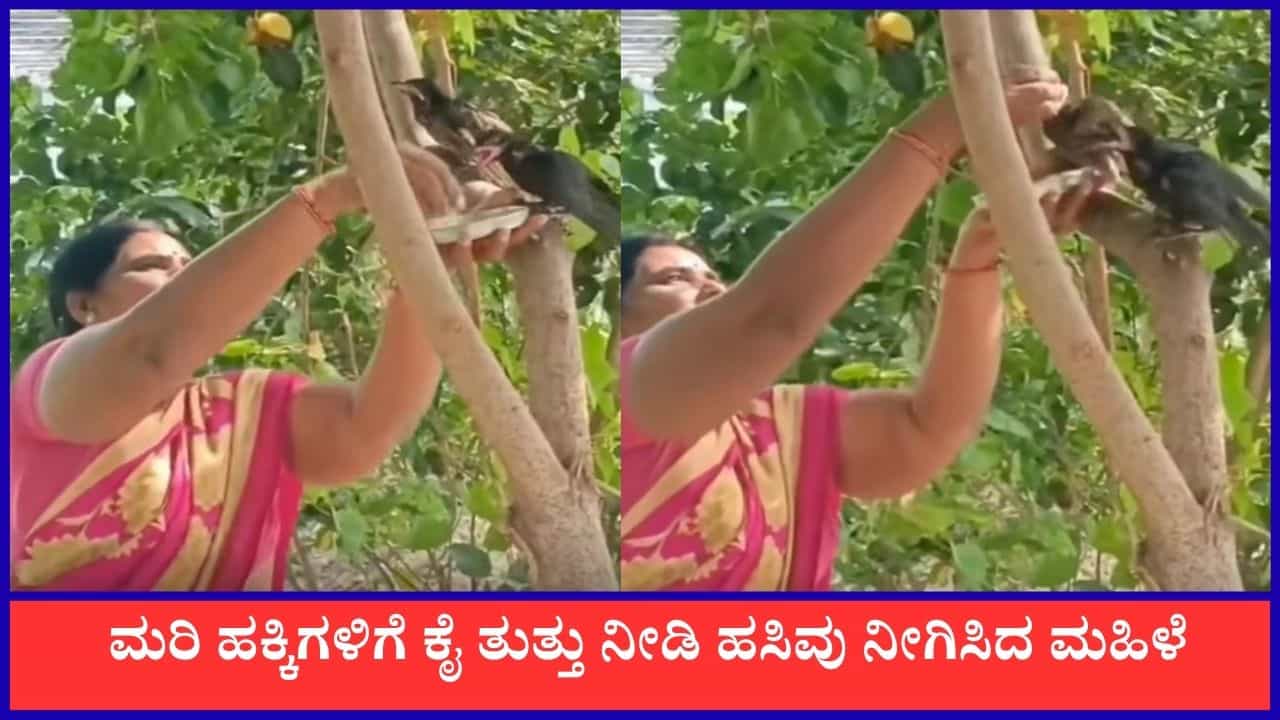Video: ಮರಿ ಹಕ್ಕಿಗಳಿಗೆ ಕೈ ತುತ್ತು ನೀಡಿ ಹಸಿವು ನೀಗಿಸಿದ ಮಹಿಳೆ