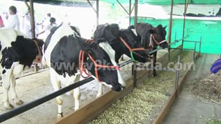 ವಿಜಯಪುರ: ಬರಡಾಗಿದ್ದ ಭೂಮಿಯಲ್ಲಿ ಈಗ ಹಾಲಿನ ಹೊಳೆ! ಬಬಲೇಶ್ವರದಲ್ಲಿ ಕ್ಷೀರಕ್ರಾಂತಿ