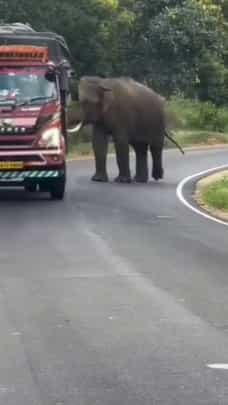 ಗುಂಡ್ಲುಪೇಟೆ ಊಟಿ ರಸ್ತೆಯಲ್ಲಿ ವಸೂಲಿಗೆ ನಿಂತ ಒಂಟಿ ಸಲಗ!