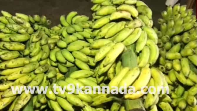 ನೈಸರ್ಗಿಕವಾಗಿ ಬಾಳೆಕಾಯಿ ಹಣ್ಣು ಮಾಡುವ ವಿಧಾನ ಹೇಗೆ? ವಿಡಿಯೋ ನೋಡಿ