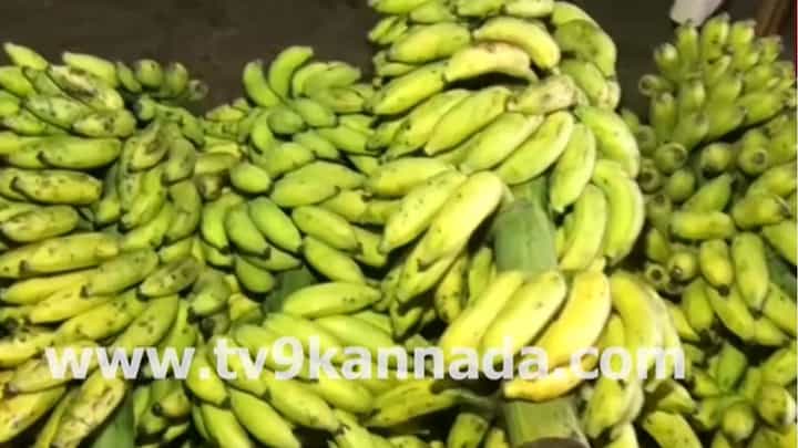 ನೈಸರ್ಗಿಕವಾಗಿ ಬಾಳೆಕಾಯಿ ಹಣ್ಣು ಮಾಡುವ ವಿಧಾನ ಹೇಗೆ? ವಿಡಿಯೋ ನೋಡಿ ನೈಸರ್ಗಿಕವಾಗಿ ಬಾಳೆಕಾಯಿ ಹಣ್ಣು ಮಾಡುವ ವಿಧಾನ ಹೇಗೆ? ವಿಡಿಯೋ ನೋಡಿ