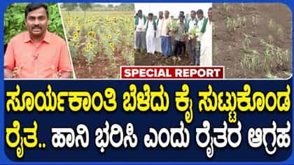 ಸೂರ್ಯಕಾಂತಿ ಬೆಳೆ ನಷ್ಟದಿಂದ ರೈತರು ಕಂಗಾಲು