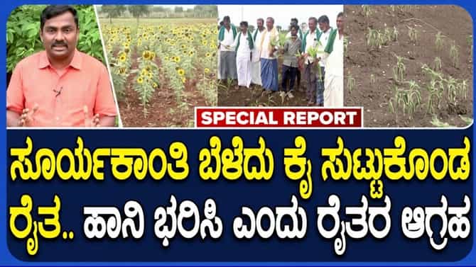 ಸೂರ್ಯಕಾಂತಿ ಬೆಳೆ ನಷ್ಟದಿಂದ ರೈತರು ಕಂಗಾಲು