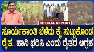 ಚಿತ್ರದುರ್ಗದಲ್ಲಿ ಭೀಕರ ಬರಗಾಲ: ಸೂರ್ಯಕಾಂತಿ ಬೆಳೆ ನಷ್ಟದಿಂದ ರೈತರು ಕಂಗಾಲು