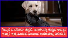 ನಾಯಿಗಳು ಚಪ್ಪಲಿ ಕಚ್ಚೋದೇಕೆ?