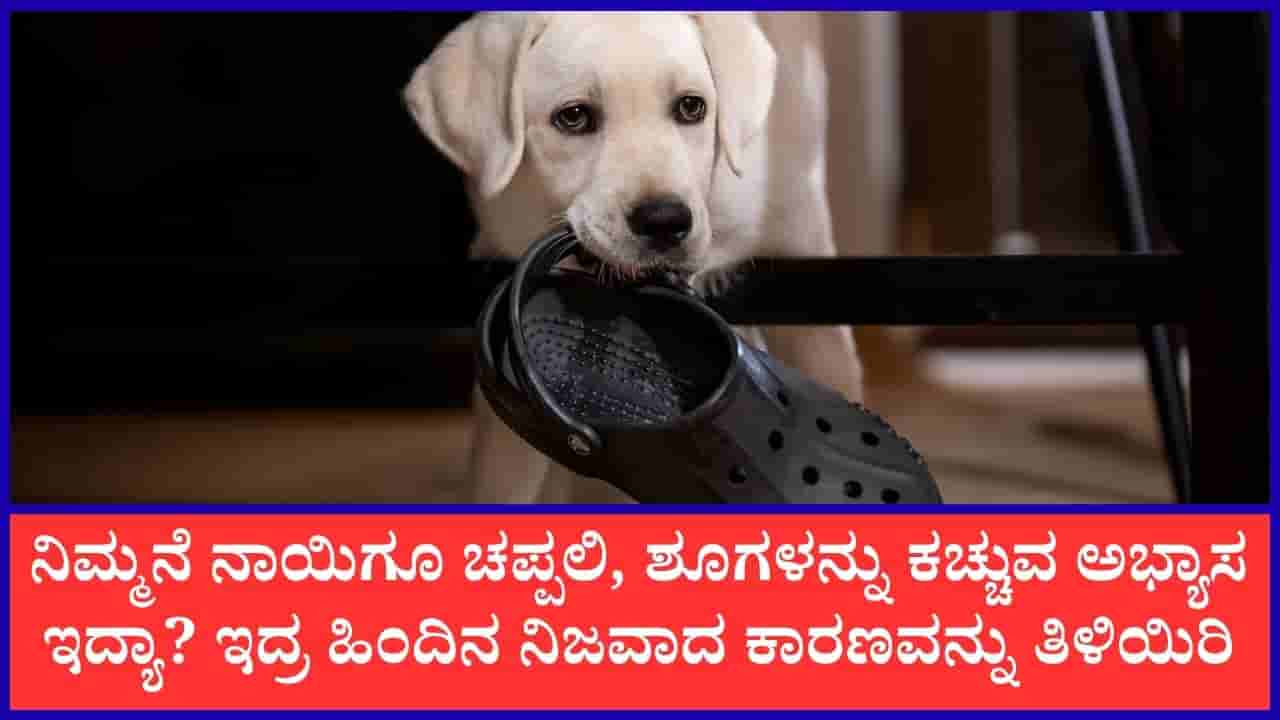 ನಾಯಿಗಳು ಚಪ್ಪಲಿ, ಶೂಗಳನ್ನು ಅಗಿಯೋದೇಕೆ? ಇದರ ಹಿಂದಿನ ಕಾರಣವೇನು?