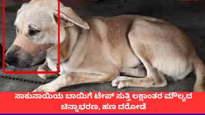 ಸಾಕುನಾಯಿಯ ಬಾಯಿಗೆ ಟೇಪ್ ಅಂಟಿಸಿ ಹಣ, ಚಿನ್ನಾಭರಣ ದೋಚಿದ ಕಳ್ಳರು!