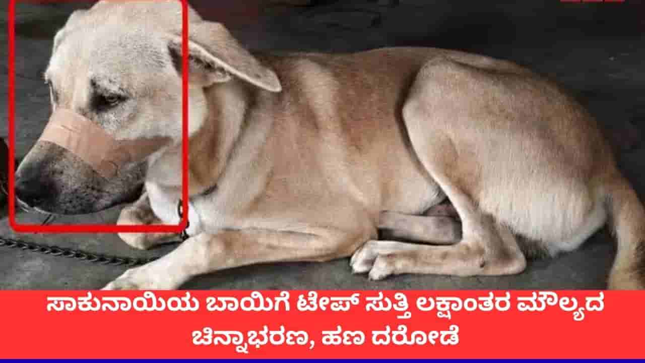 ಸಾಕುನಾಯಿಯ ಬಾಯಿಗೆ ಟೇಪ್ ಅಂಟಿಸಿ, ಮನೆಯೊಳಗೆ ನುಗ್ಗಿ ಹಣ, ಚಿನ್ನಾಭರಣ ದೋಚಿದ ಕಳ್ಳರು!