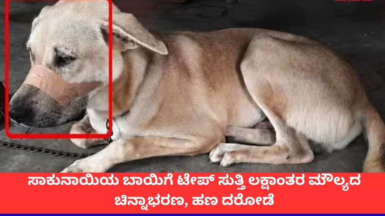 ಸಾಕುನಾಯಿಯ ಬಾಯಿಗೆ ಟೇಪ್ ಅಂಟಿಸಿ, ಮನೆಯೊಳಗೆ ನುಗ್ಗಿ ಹಣ, ಚಿನ್ನಾಭರಣ ದೋಚಿದ ಕಳ್ಳರು! ಸಾಕುನಾಯಿಯ ಬಾಯಿಗೆ ಟೇಪ್ ಅಂಟಿಸಿ, ಮನೆಯೊಳಗೆ ನುಗ್ಗಿ ಹಣ, ಚಿನ್ನಾಭರಣ ದೋಚಿದ ಕಳ್ಳರು!