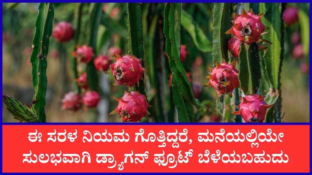 ಮನೆ ಟೆರೇಸ್ ಮೇಲೆ ಡ್ರ್ಯಾಗನ್ ಫ್ರೂಟ್ ಬೆಳೆಯುವುದು ಹೇಗೆ?