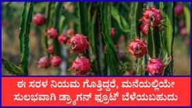 ಮನೆ ಟೆರೇಸ್‌ ಮೇಲೆ ಬೆಳೆಯಬಹುದು ಡ್ರ್ಯಾಗನ್‌ ಫ್ರೂಟ್‌
