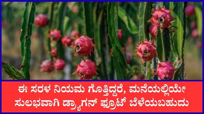 ಮನೆ ಟೆರೇಸ್‌ ಮೇಲೆ ಬೆಳೆಯಬಹುದು ಡ್ರ್ಯಾಗನ್‌ ಫ್ರೂಟ್‌