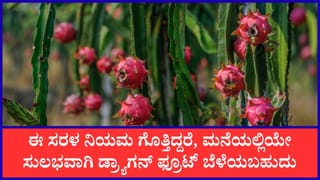 ಮನೆ ಟೆರೇಸ್‌ ಮೇಲೆ ಸುಲಭವಾಗಿ ಬೆಳೆಯಬಹುದು ಡ್ರ್ಯಾಗನ್‌ ಫ್ರೂಟ್;‌ ಇದಕ್ಕಾಗಿ ಈ ಸಲಹೆ ಅನುಸರಿಸಿದರೆ ಸಾಕು