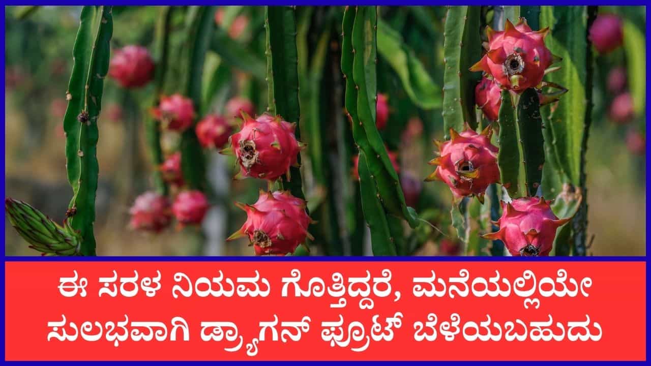 ಮನೆ ಟೆರೇಸ್ ಮೇಲೆ ಸುಲಭವಾಗಿ ಬೆಳೆಯಬಹುದು ಡ್ರ್ಯಾಗನ್ ಫ್ರೂಟ್; ಇದಕ್ಕಾಗಿ ಈ ಸಲಹೆ ಅನುಸರಿಸಿದರೆ ಸಾಕು ಮನೆ ಟೆರೇಸ್ ಮೇಲೆ ಸುಲಭವಾಗಿ ಬೆಳೆಯಬಹುದು ಡ್ರ್ಯಾಗನ್ ಫ್ರೂಟ್; ಇದಕ್ಕಾಗಿ ಈ ಸಲಹೆ ಅನುಸರಿಸಿದರೆ ಸಾಕು