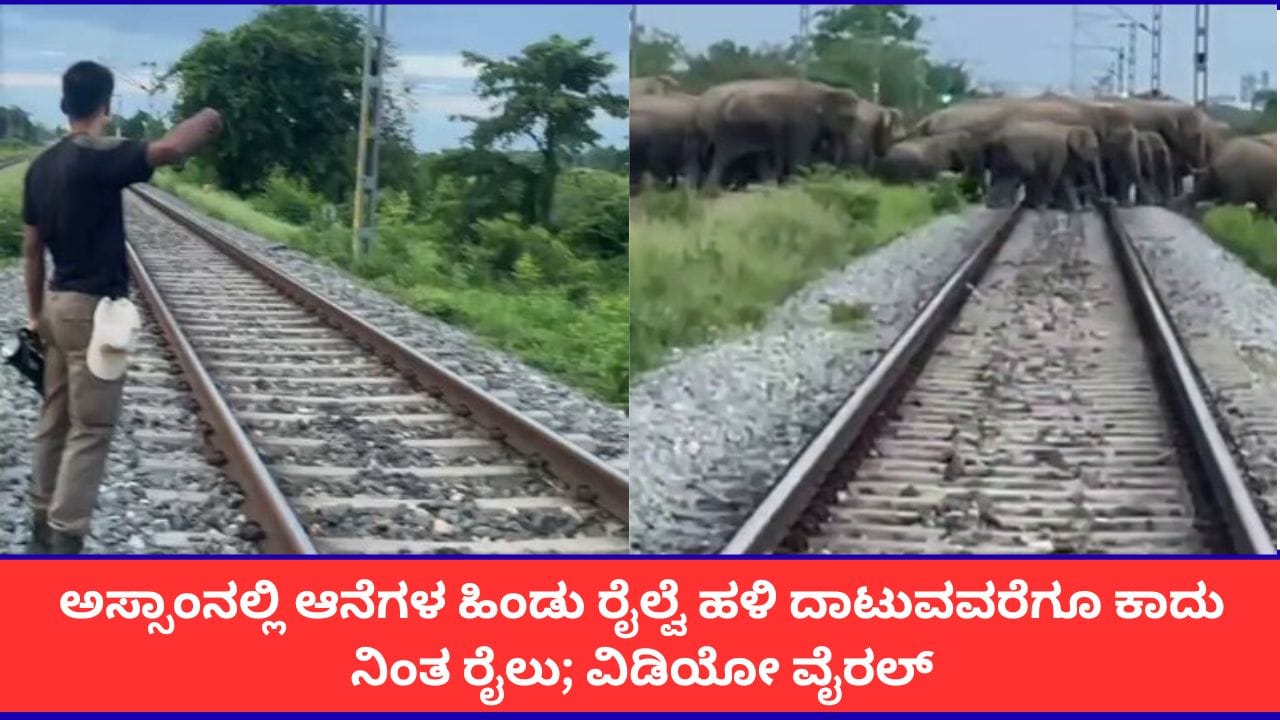 ಅಸ್ಸಾಂನಲ್ಲಿ ಆನೆಗಳ ಹಿಂಡಿಗಾಗಿ ನಿಂತ ರಾಜಧಾನಿ ಎಕ್ಸ್ಪ್ರೆಸ್ ರೈಲು