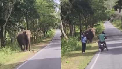 ಒಂಟಿ ಸಲಗದ ಜತೆ ಪ್ರಾಣ ಪಣಕ್ಕಿಟ್ಟು ಸೆಲ್ಫಿ; ಬೈಕ್ ಸವಾರರ ಹುಚ್ಚಾಟ!