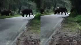 Video: ರಸ್ತೆ ದಾಟಲು ಪರದಾಡಿದ ಕಾಡಾನೆಗಳ ಹಿಂಡು!