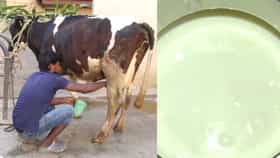 ಗ್ಯಾರಂಟಿ ಯೋಜನೆಗಳ ಎಫೆಕ್ಟ್: ಹಾಲು ಉತ್ಪಾದಕ ರೈತರ ಕೈಸೇರದ ಸಬ್ಸಿಡಿ ಹಣ!