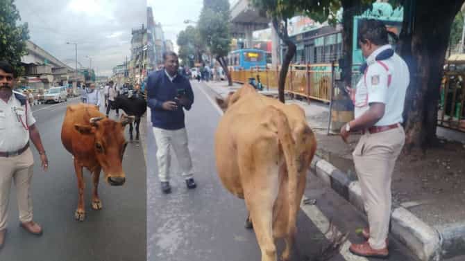 ಹಸುಗಳಿಂದ ಟ್ರಾಫಿಕ್​​ ಜಾಮ್​​ ಆಗಿದ್ದಕ್ಕೆ ಅವುಗಳ ಮಾಲೀಕನ ಮೇಲೆ FIR!