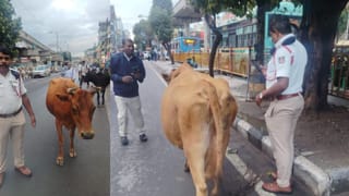 ಹಸುಗಳಿಂದ ಟ್ರಾಫಿಕ್​​ ಜಾಮ್​​ ಆಗಿದ್ದಕ್ಕೆ ಅವುಗಳ ಮಾಲೀಕನ ಮೇಲೆ FIR!: ಏರ್​ಪೋರ್ಟ್ ಸಂಚಾರ ಠಾಣೆಯಲ್ಲಿ ಪ್ರಕರಣ