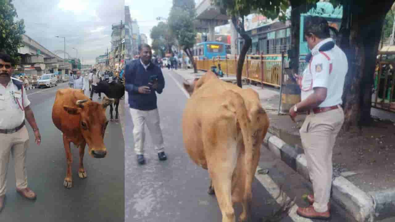 ಹಸುಗಳಿಂದ ಟ್ರಾಫಿಕ್ ಜಾಮ್ ಆಗಿದ್ದಕ್ಕೆ ಅವುಗಳ ಮಾಲೀಕನ ಮೇಲೆ FIR!: ಏರ್ಪೋರ್ಟ್ ಸಂಚಾರ ಠಾಣೆಯಲ್ಲಿ ಪ್ರಕರಣ