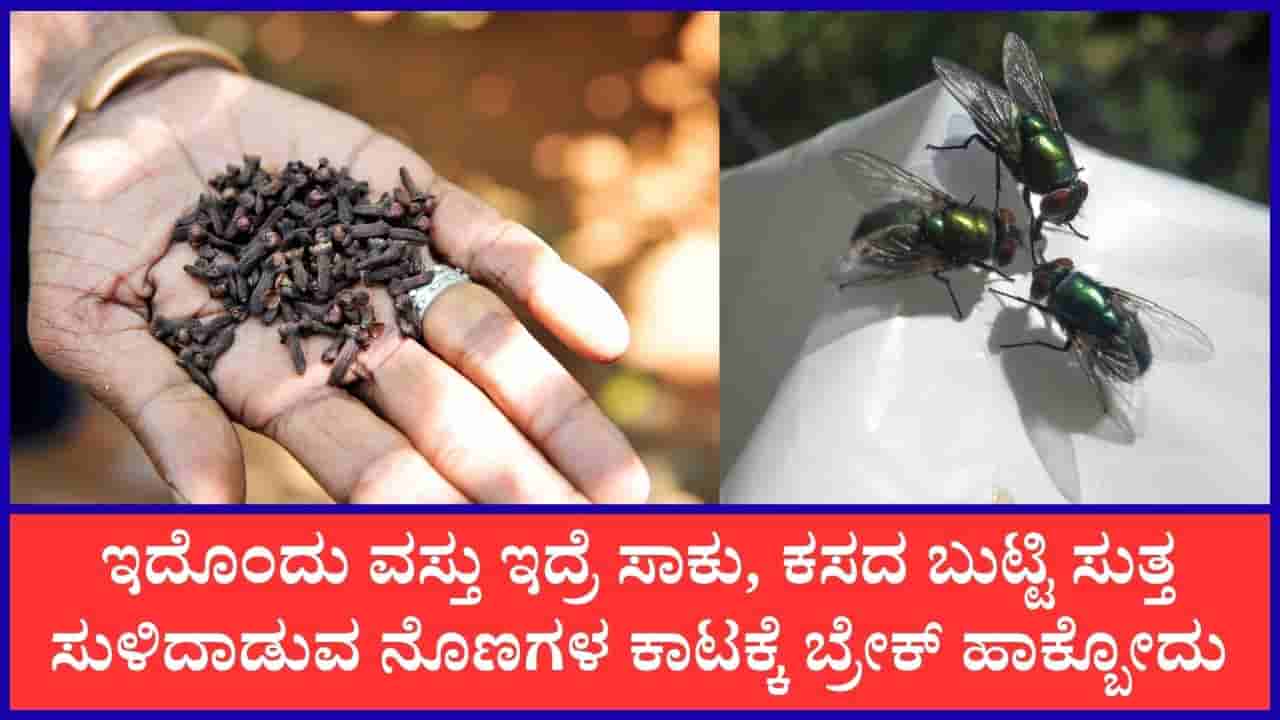 ಅಡುಗೆ ಮನೆಯಲ್ಲಿರುವ ಈ ಒಂದು ವಸ್ತುವಿನ ಸಹಾಯದಿಂದ ಕಸದ ಬುಟ್ಟಿ ಬಳಿ ನೊಣಗಳು ಸುಳಿಯದಂತೆ ಮಾಡಬಹುದು