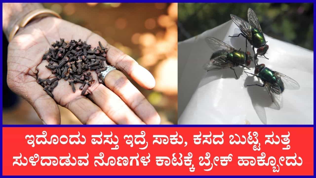 ಅಡುಗೆ ಮನೆಯಲ್ಲಿರುವ ಈ ಒಂದು ವಸ್ತುವಿನ ಸಹಾಯದಿಂದ ಕಸದ ಬುಟ್ಟಿ ಬಳಿ ನೊಣಗಳು ಸುಳಿಯದಂತೆ ಮಾಡಬಹುದು