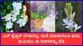 ಈ ಗಿಡಗಳನ್ನು ನೆಡುವ ಮೂಲಕ ಮನೆಯನ್ನು ಸುಗಂಧಭರಿತವಾಗಿಡಬಹುದು
