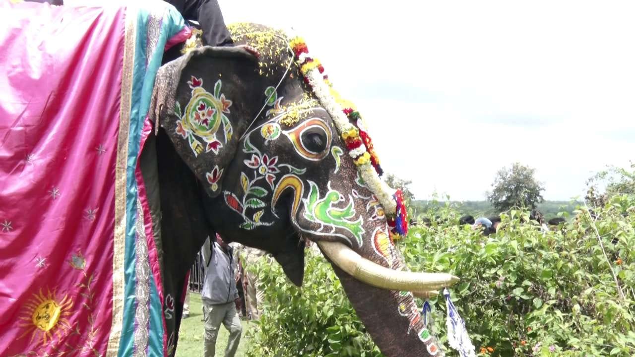ಕೂಂಬಿಂಗ್ ಸ್ಪೆಷಲಿಸ್ಟ್ ಎಂದೇ ಖ್ಯಾತಿ ಪಡೆದಿದ್ದ ಅಭಿಮನ್ಯುವಿನ ಬೀಳ್ಕೊಡುಗೆ ವೇಳೆ ಸಿಬ್ಬಂದಿ ದಾರಿಯುದ್ದಕ್ಕೂ ಹೂಮಳೆ ಸುರಿಸಿದರೆ, ಅಕ್ಕಪಕ್ಕ ನಿಂತಿದ್ದ ದಸರಾ ಆನೆಗಳು ಮತ್ತು ಮಾವುತರು ಪುಷ್ಪವೃಷ್ಟಿ ಮಾಡಿ ತಮ್ಮ ನೆಚ್ಚಿನ ಅಭಿಮನ್ಯುವಿಗೆ ಗೌರವ ಸಲ್ಲಿಸಿದರು.